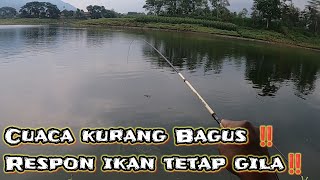 Cuaca kurang bagus ‼️ respon ikan tetap gila di joran 210 ‼️