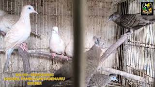 Stock burung mistis dan kicau stock ambyar digudangnya burung ombyokan madura....