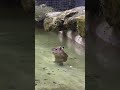 young capybara practicing walking in water