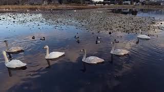 2024年12月　池花池の白鳥たち