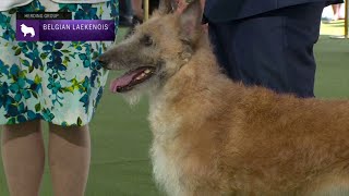 Belgian Laekenois | Breed Judging 2023