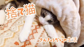 【3匹の保護猫と暮らす】ママどこに行ったの?パパとお留守番してたよ