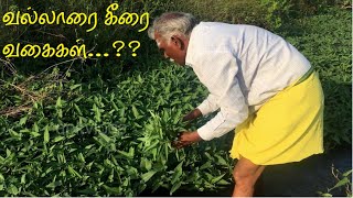 வல்லாரை கீரை வகைகள் | Health Benefits of Vallarai Keerai | Where we Found spinach ? apkvlogs village