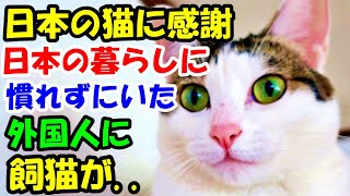 日本の猫に感謝 日本の暮らしに慣れずにいた外国人に飼猫が..【猫の不思議な話】【朗読】