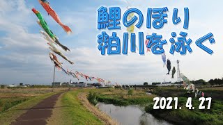 鯉のぼり 粕川を泳ぐ　2021.4.27