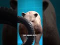 how strong is a grizzly bear jaw strength