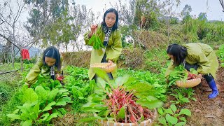 Carrots are easy to grow and can be eaten and sold for money after interplanting