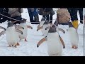 ペンギンの雪中散歩をカッコよくしてみた