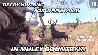 WESTERN KANSAS BOWHUNTING-Public Land Decoy Hunting