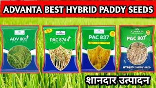 Advanta Paddy Seeds| Advanta hybrid paddy| Advanta Paddy| Advanta 807 paddy| Advanta 837 plus paddy|