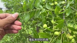 奶奶花高价买了一棵新疆果苗，三年过后挂果惊人，老板果然没骗人