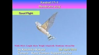 Kestrel 17iV:  Good Flight  at Seaside