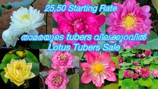 25,50 മുതൽ താമരയുടെ Tubers വിലക്കുറവിൽ വാങ്ങാം/ Lotus Tubers For Sale #malayalam # #trending#youtube