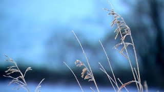 Extreme cold engulfs Canada | 'We're cold but not this cold'