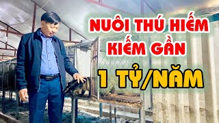 Độc Lạ Mô Hình Nuôi Chồn Hương (Cầy Hương) Cho Thu Nhập 