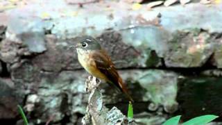 Ferruginous Flycatcher