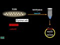 colony pcr screening bacterial colonies with pcr