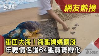 重回大海! 海龜媽媽擱淺 年輕情侶護64龜寶寶孵化｜TVBS新聞 ｜網友熱搜