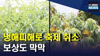 냉해 피해로 복숭아 축제 취소..보상도 '막막'[목포MBC 뉴스투데이]