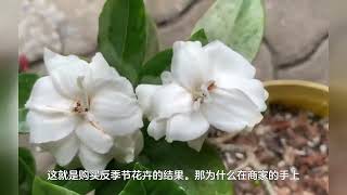 劝你别养这3种花，家里要有赶快扔，老花匠都“上当”了