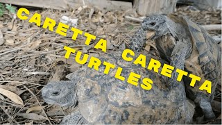 Caretta Caretta Turtles, процес парування