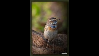 Baruipur Bird Sanctuary | Baruipur Birding | Bird Watching at Baruipur | বারুইপুর পাখির স্বর্গ