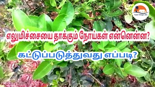 எலுமிச்சை நோய்கள் | எலுமிச்சை விவசாயம் | Lemon Cultivation Techniques | Lemon Farming | Elumichai