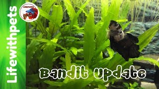 Bandit Update and More