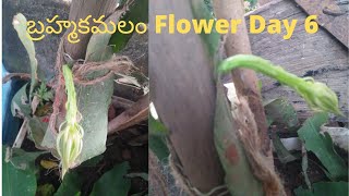 బ్రహ్మకమలం flower, brahma kamalam flower #home garden@farmergeeks