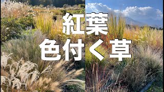 季節の移り変わりには「草」が合う【紅葉】