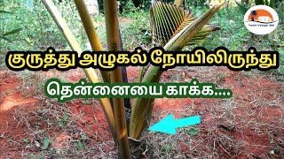 தென்னை குருத்து அழுகலை தடுப்பது எப்படி? | Bud Rot Control In Coconut | Bud Rot Treatment | Coconut