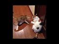 【猫おもしろ動画】猫パンチ炸裂！！〜funny cat punch〜