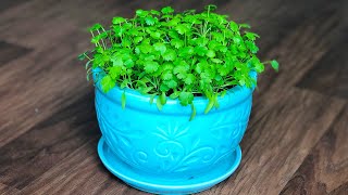 How to Grow Coriander in a container/pot at home | How to grow Cilantro indoors | Kitchen gardening