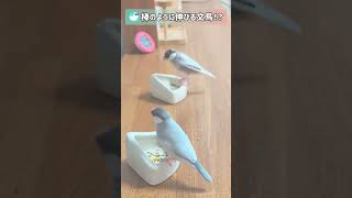 ビビリ文鳥が伸び〜る！スキマをガン見 #文鳥 #birds #shorts