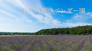 千年の苑ラベンダー園　プレオープン前日の風景　ドローン空撮　埼玉県比企郡嵐山町　2018年6月22日撮影