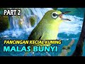 Kecial Kuning Untuk Pancingan Malas Bunyi | Part 2