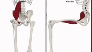 腸腰筋の動き（股関節の屈曲）