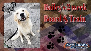 1yo Golden Retriever (Bailey) I Puppy Obedience I Best Dog Trainers in Delaware