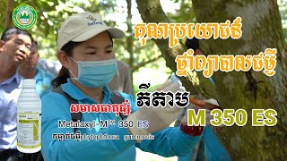 #ភីតាបព្យាបាលជម្អីលើដំណាំទុរេន