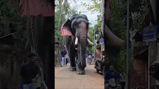 #933 . 🥰Thrikkadavoor Sivaraju  ത്രിക്കടവൂർ ശിവരാജു. #elephant_video #ആനച്ചന്തം