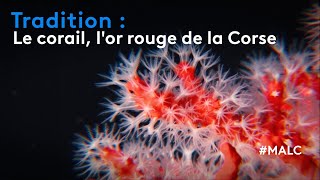 Découverte : le corail, l'or rouge de la Corse