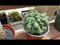 rarest cacti and euphorbia at this shop