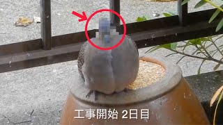 庭の横が工事現場なって数日、餌台の鳥がありえない事を始めました。