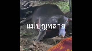 วินาทีแม่บุญหลายออกลูก