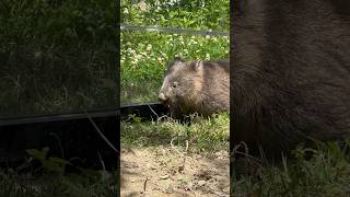 マルちゃん庭のサラダバーを楽しむコウくん❤️(五月山動物園 ウォンバット)