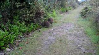 Fighting (or mating) Kiwi birds on Stewart Island, New Zealand