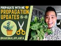 Propagation Updates - Philodendrons, Syngoniums, Anthuriums & Hoyas | LECA & PON (Propagate With Me)