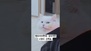 고양이가 집사한테 츄르를 뺏는 방법