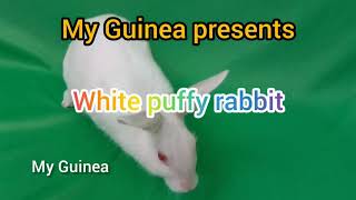 White puffy rabbit