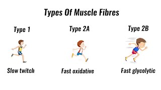 Types of muscle fibres - fast twitch, slow twitch (GCSE PE)